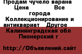 Продам чучело варана › Цена ­ 15 000 - Все города Коллекционирование и антиквариат » Другое   . Калининградская обл.,Пионерский г.